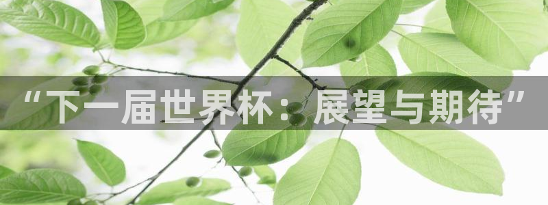 2026世界杯：“下一届世界杯：展望与期待”